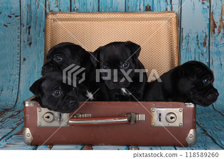 Black American Staffordshire Terrier dogs or AmStaff puppies in a retro suitcase on blue background Black American Staffordshire Terrier dogs or AmStaff puppies in a retro suitcase on blue background 118589260