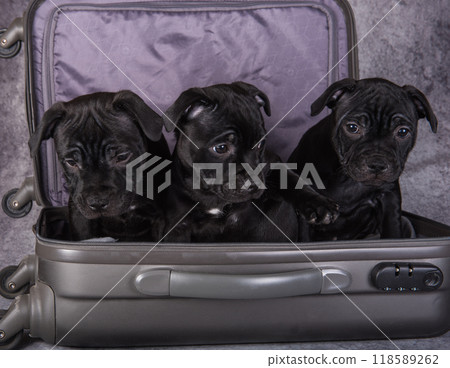 Black American Staffordshire Bull Terrier dogs puppies in a suitcase on gray background 118589262