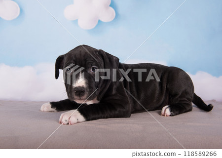 Black American Staffordshire Bull Terrier dog or AmStaff puppy on blue background 118589266