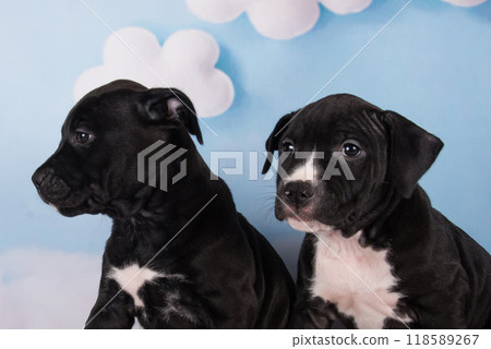 Two Black male American Staffordshire Bull Terrier dogs puppies on blue background 118589267