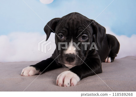 Black American Staffordshire Bull Terrier dog or AmStaff puppy on blue background Black American Staffordshire Bull Terrier dog or AmStaff puppy on blue background 118589268