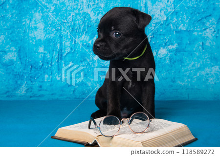 American Staffordshire Bull Terrier dogs puppy with book on blue background 118589272