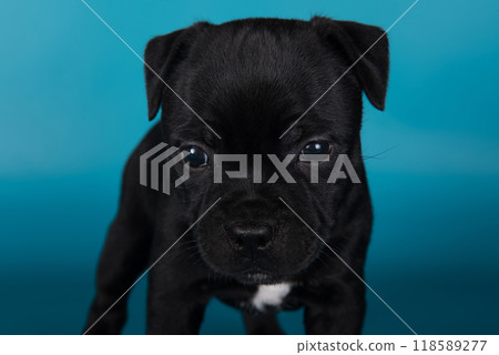 Black male American Staffordshire Terrier dog or AmStaff puppy on blue background Black male American Staffordshire Terrier dog or AmStaff puppy on blue background 118589277