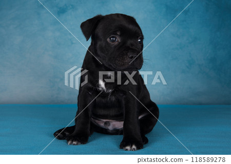 Black male American Staffordshire Bull Terrier dog or AmStaff puppy on blue background 118589278