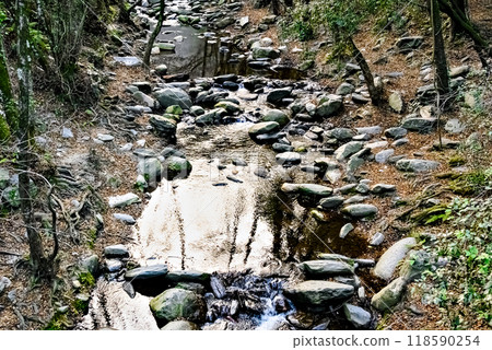 autumn, forest, trees 118590254