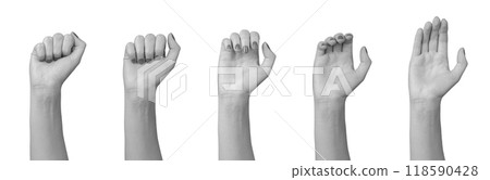 Hand gestures, opening clenched fist process, stages isolated on white background Hand gestures, opening clenched fist process, stages isolated on white background 118590428