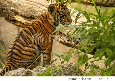 Tiger cubs playing with his mother,sumatra tiger Panthera tigris Tiger cubs playing with his mother,sumatra tiger Panthera tigris 118590622