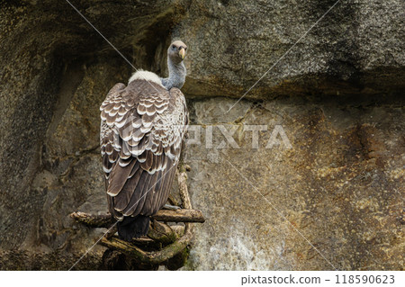 Portrait of vulture with strict look. large motley bird of prey 118590623
