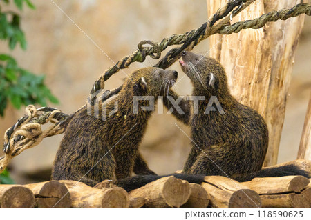 Binturong Arctictis binturong, also known as bearcat. Wildlife animal. Binturong Arctictis binturong, also known as bearcat. Wildlife animal. 118590625