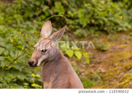 Portrait of an Australian medium sized kangaroo in selective focus 118590632