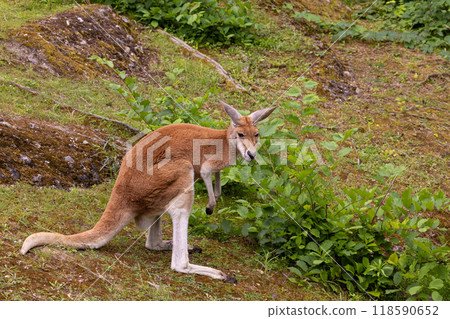 Portrait of an Australian medium sized kangaroo in selective focus Portrait of an Australian medium sized kangaroo in selective focus 118590652