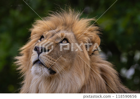 close-up image of a lion's face. expression is calm and majestic, close-up image of a lion's face. expression is calm and majestic, 118590656