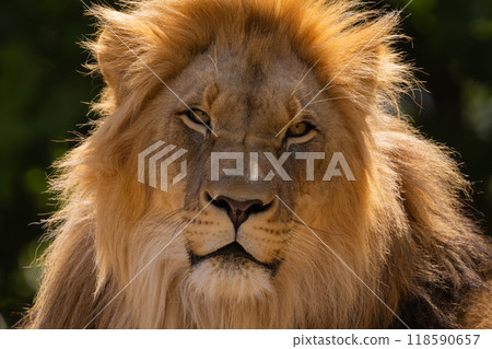 image of a lion's face. expression is calm and majestic 118590657