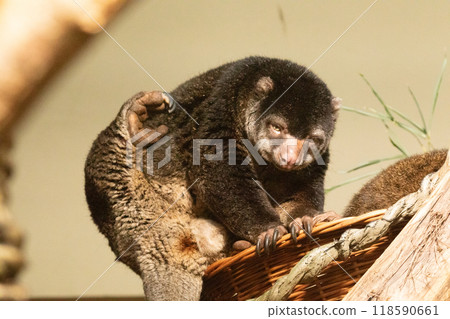 cute wild bear cuscus aulirops ursinus arboreal against blure background. cute wild bear cuscus aulirops ursinus arboreal against blure background. 118590661