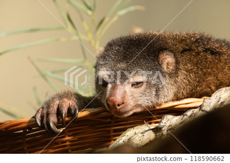 cute wild bear cuscus aulirops ursinus arboreal against blure background. cute wild bear cuscus aulirops ursinus arboreal against blure background. 118590662