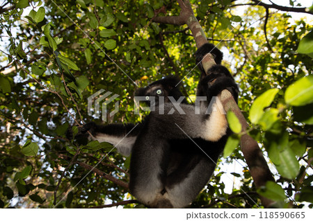 Lemur Indri indri, babakoto largest lemur from Madagascar Lemur Indri indri, babakoto largest lemur from Madagascar 118590665