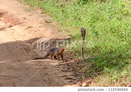 mongoose fights with an aggressive cobra in the wild mongoose fights with an aggressive cobra in the wild 118590668