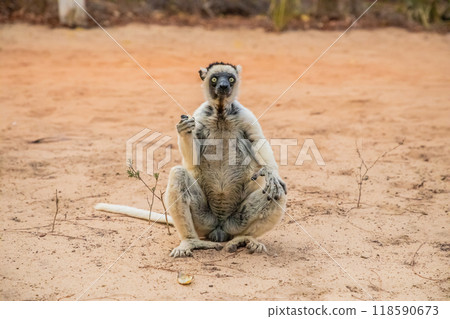 Sifaka lemur Propithecus verreauxi Madagascar nature Sifaka lemur Propithecus verreauxi Madagascar nature 118590673