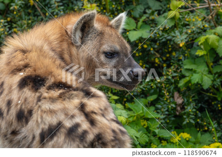 portrait of spotted hyena selective focus in detail. 118590674