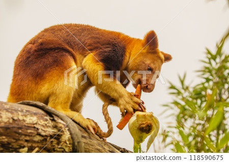 Goodfellow's Tree Kangaroo, portrait of very cute rare red animal. Goodfellow's Tree Kangaroo, portrait of very cute rare red animal. 118590675