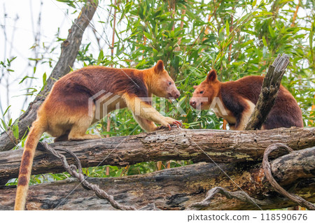 Goodfellow's Tree Kangaroo, portrait of very cute rare red animal. Goodfellow's Tree Kangaroo, portrait of very cute rare red animal. 118590676