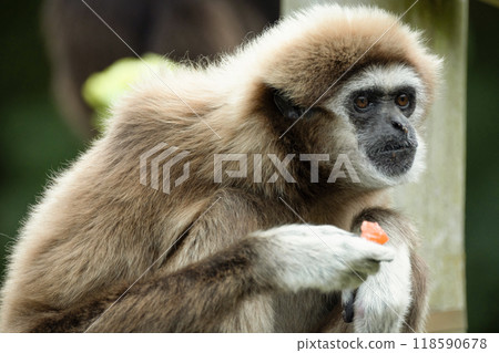 lar gibbon white-handed gibbon, an endangered primate in the gibbon family lar gibbon white-handed gibbon, an endangered primate in the gibbon family 118590678