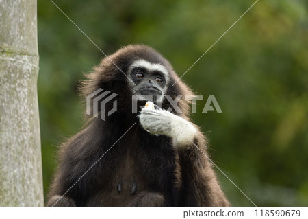 lar gibbon white-handed gibbon, an endangered primate in the gibbon family 118590679