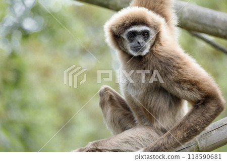 lar gibbon white-handed gibbon, an endangered primate in the gibbon family lar gibbon white-handed gibbon, an endangered primate in the gibbon family 118590681