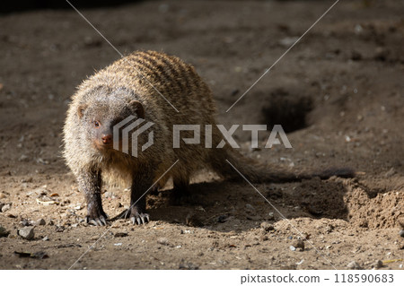 Banded Mongoose, group with baby, Mungos mungo 118590683