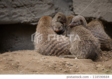 Banded Mongoose, group with baby, Mungos mungo 118590684