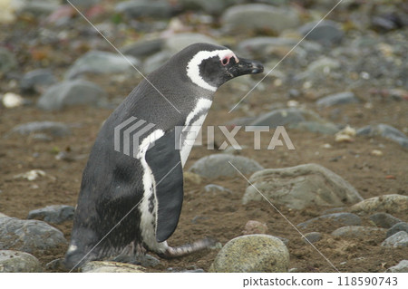 Penguins in Patagonia Penguins in Patagonia 118590743