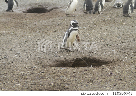 Penguins in Patagonia 118590745