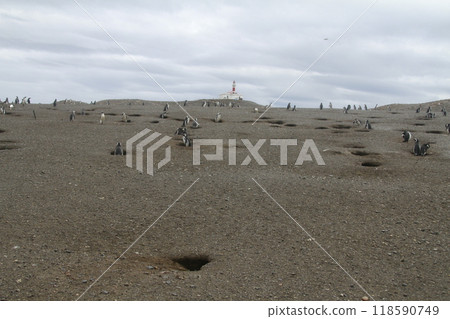 Penguins in Patagonia 118590749