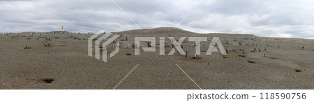 Penguins in Patagonia 118590756