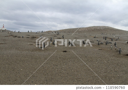 Penguins in Patagonia 118590760