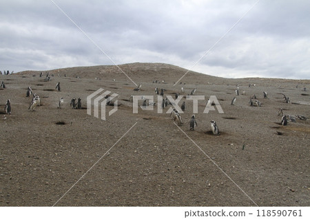 Penguins in Patagonia 118590761