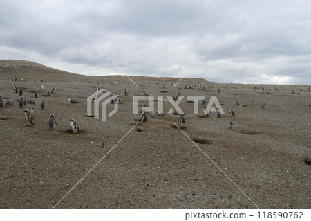 Penguins in Patagonia 118590762