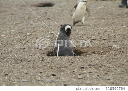 Penguins in Patagonia 118590764