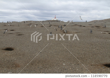 Penguins in Patagonia 118590770
