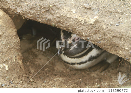 Penguins in Patagonia 118590772