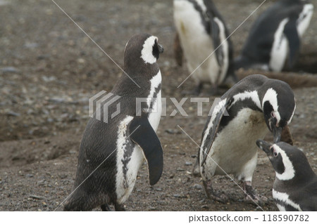 Penguins in Patagonia Penguins in Patagonia 118590782