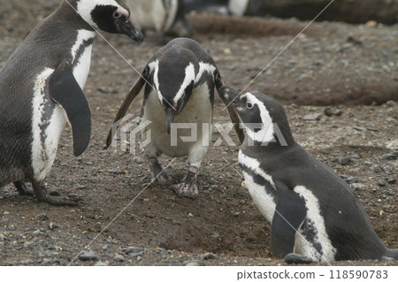 Penguins in Patagonia Penguins in Patagonia 118590783