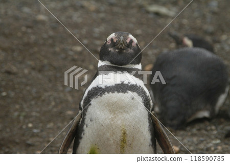 Penguins in Patagonia Penguins in Patagonia 118590785