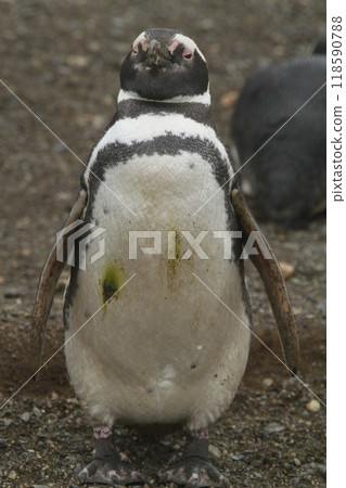 Penguins in Patagonia 118590788