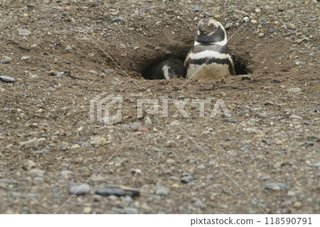 Penguins in Patagonia 118590791