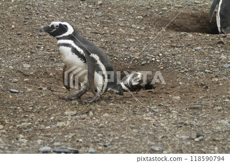 Penguins in Patagonia 118590794