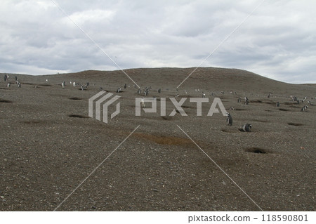Penguins in Patagonia 118590801