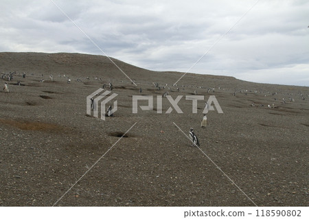 Penguins in Patagonia Penguins in Patagonia 118590802