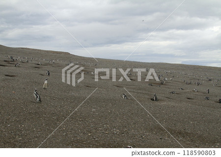 Penguins in Patagonia 118590803
