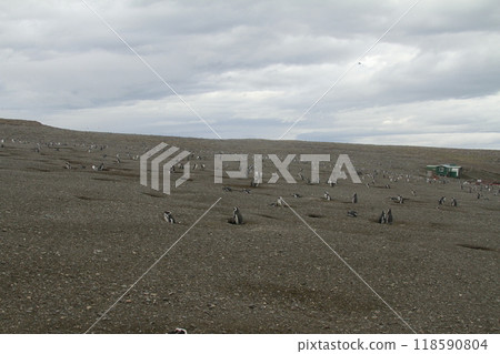 Penguins in Patagonia Penguins in Patagonia 118590804